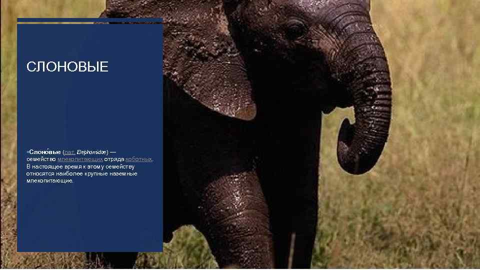 СЛОНОВЫЕ Слоно вые (лат. Elephantidae) — семейство млекопитающих отряда хоботных. В настоящее время к