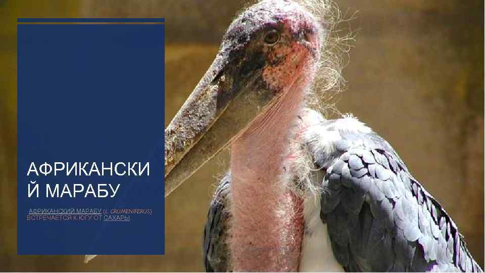 АФРИКАНСКИ Й МАРАБУ АФРИКАНСКИЙ МАРАБУ (L. CRUMENIFERUS) ВСТРЕЧАЕТСЯ К ЮГУ ОТ САХАРЫ. 