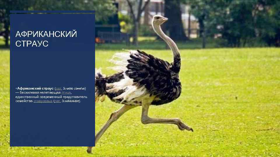 АФРИКАНСКИЙ СТРАУС Африканский страус (лат. Struthio camelus) — бескилевая нелетающая птица, единственный современный представитель