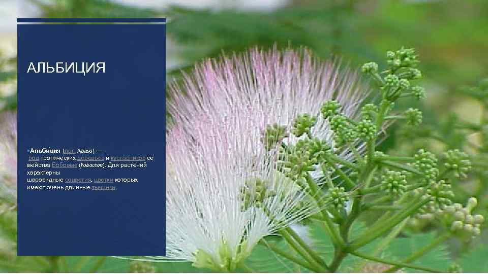 АЛЬБИЦИЯ Альби ция (лат. Albizia) — род тропических деревьев и кустарников се мейства Бобовые
