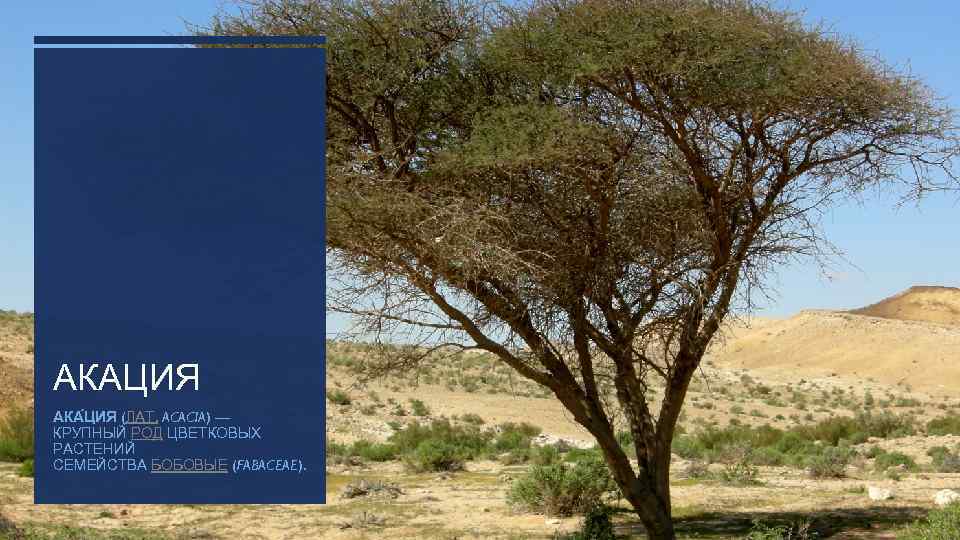 АКАЦИЯ АКА ЦИЯ (ЛАТ. ACACIA) — КРУПНЫЙ РОД ЦВЕТКОВЫХ РАСТЕНИЙ СЕМЕЙСТВА БОБОВЫЕ (FABACEAE). 