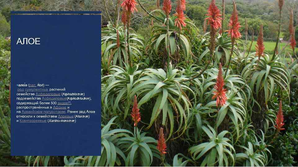 АЛОЕ ало э (лат. Áloë) — род суккулентных растений семейства Асфоделовые (Asphodelaceae) подсемейства Асфоделовые(Asphodeloideae),