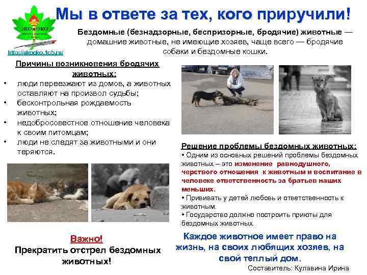Мы в ответе за тех, кого приручили! Бездомные (безнадзорные, беспризорные, бродячие) животные — домашние