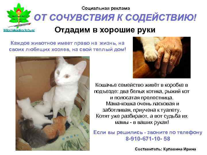 Социальная реклама ОТ СОЧУВСТВИЯ К СОДЕЙСТВИЮ! http: //ekooko. 1 gb. ru/ Отдадим в хорошие