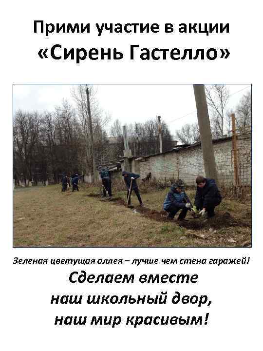Прими участие в акции «Сирень Гастелло» Зеленая цветущая аллея – лучше чем стена гаражей!