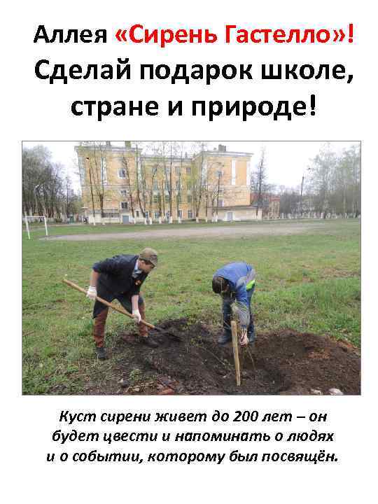 Аллея «Сирень Гастелло» ! Сделай подарок школе, стране и природе! Куст сирени живет до