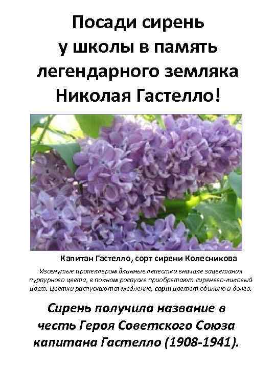 Посади сирень у школы в память легендарного земляка Николая Гастелло! Капитан Гастелло, сорт сирени