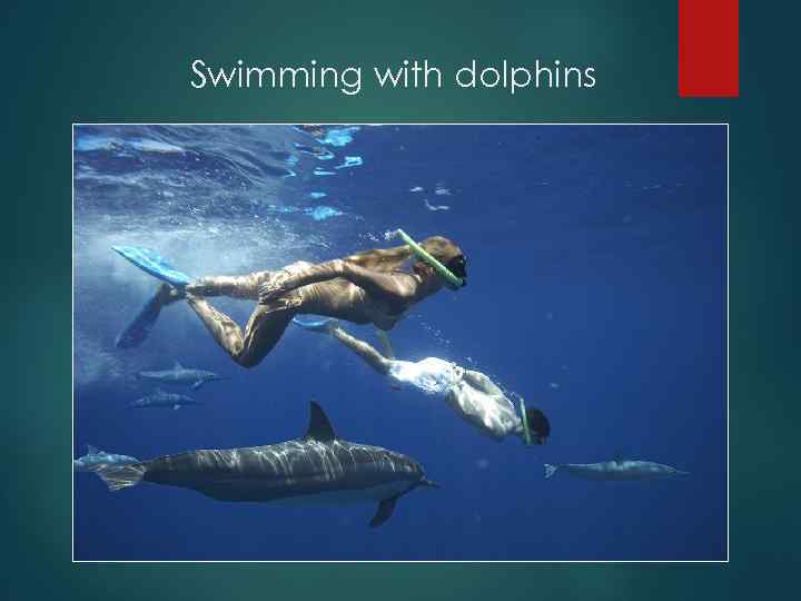 Swimming with dolphins 