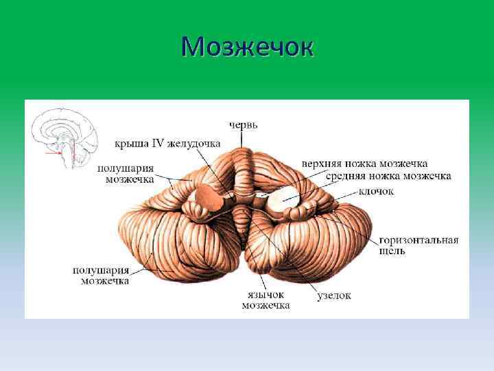 Общий план строения мозжечка