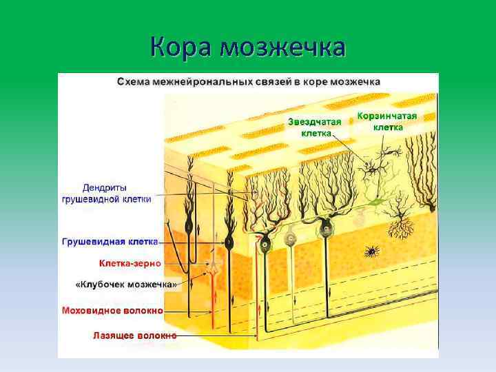 Кора мозжечка 