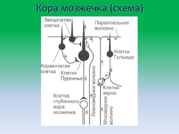 Кора мозжечка (схема) 