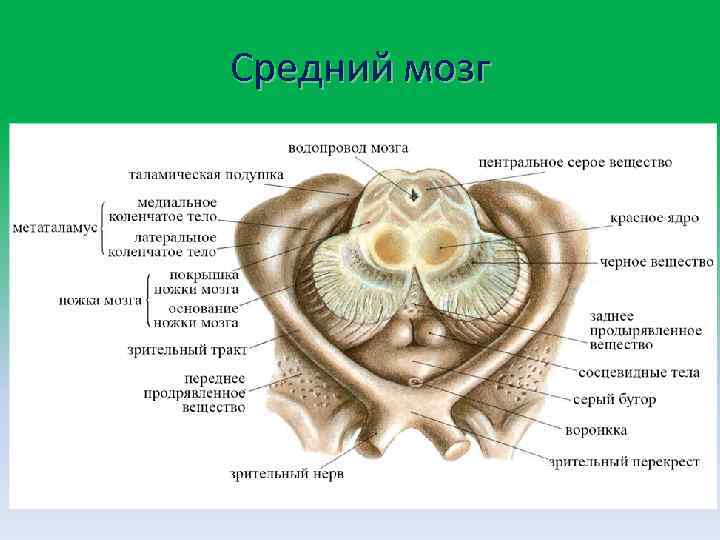 Коленчатые тела мозга. Покрышка ножки мозга. Средний мозг анатомия. Заднее продырявленное вещество среднего мозга. Коленчатые тела анатомия.