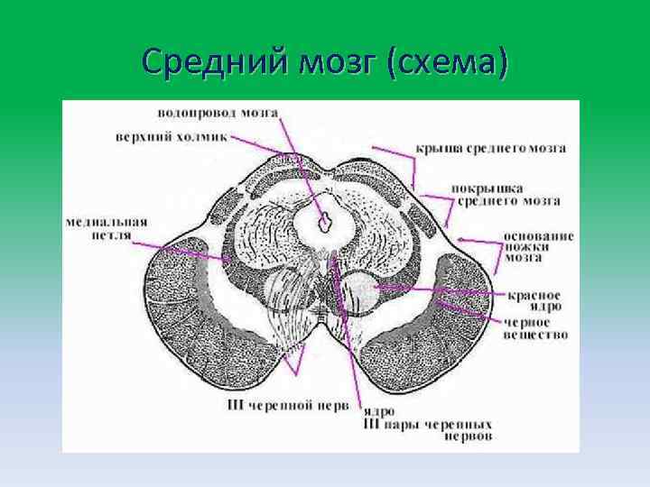 Средний мозг (схема) 