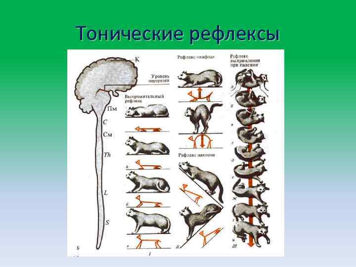 Тонические рефлексы 