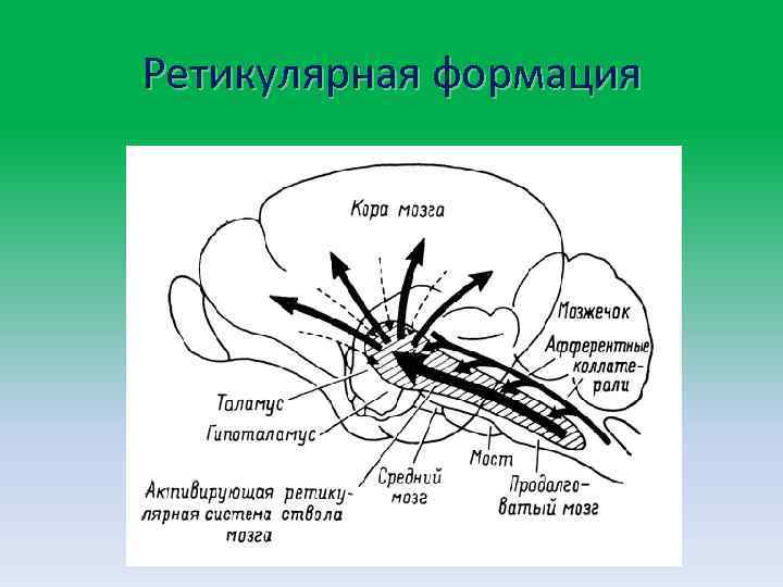 Ретикулярная формация 