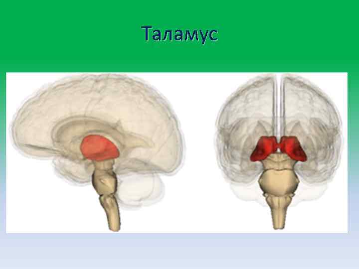 Таламус 