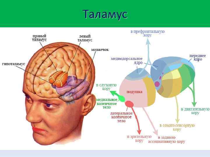 Таламус 