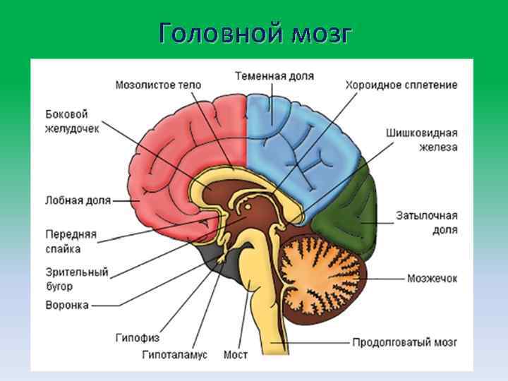 Головной мозг 