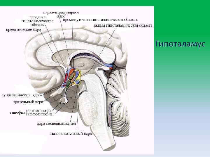  • Гипоталамус 