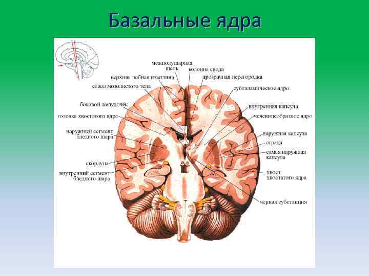 Базальные ядра головного мозга