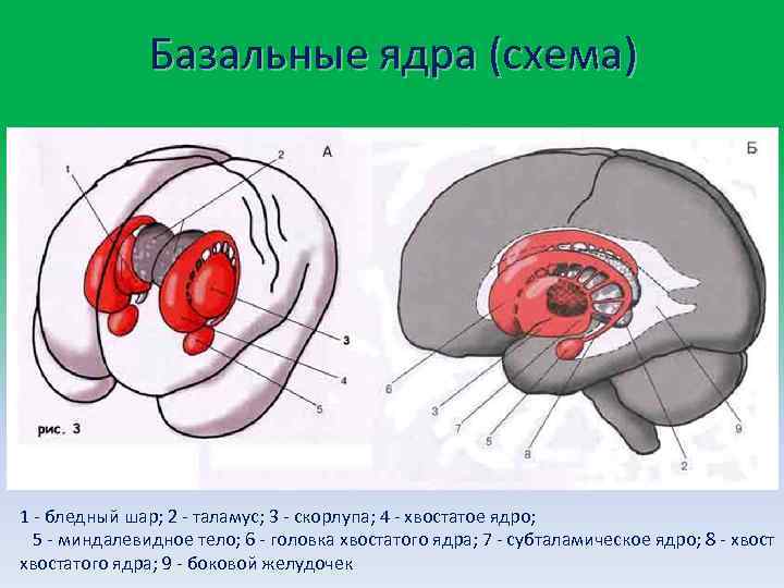 Базальные ядра (схема) 1 бледный шар; 2 таламус; 3 скорлупа; 4 хвостатое ядро; 5