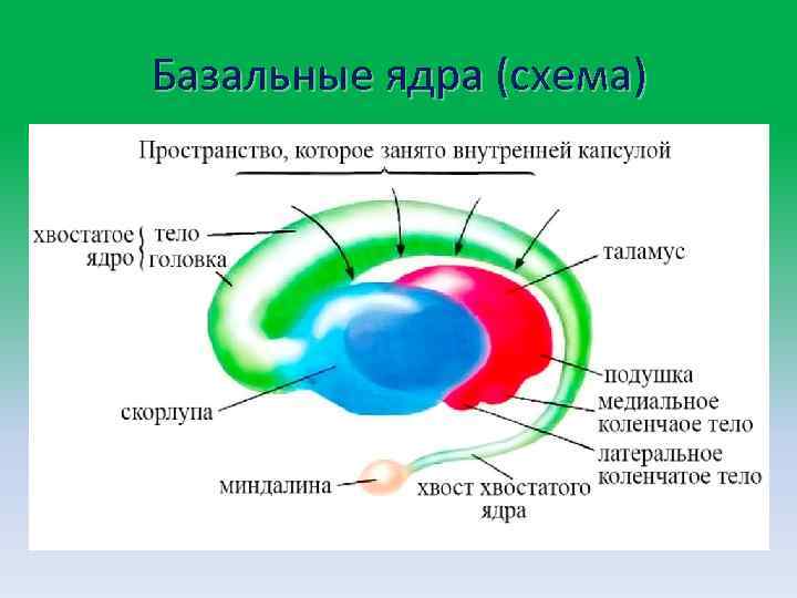 Базальные ядра. Базальные ядра схема. Базальные ядра анатомия схема. Базальные ядра особенности строения. Схема строения базальных ядер.