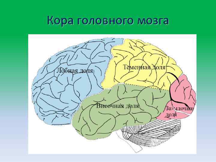 Кора головного мозга 