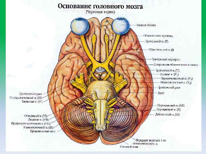 Зрительный нерв в головном мозге
