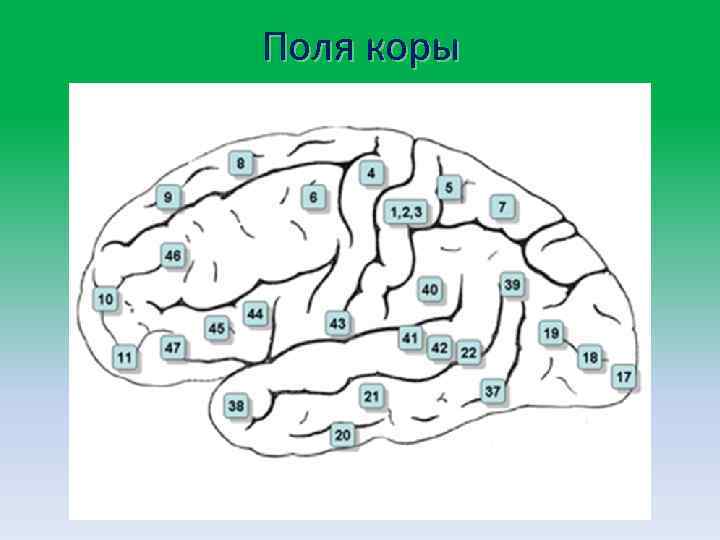 Поля коры 