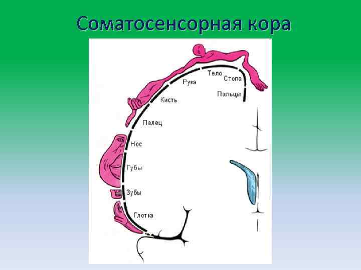 Соматосенсорная кора 