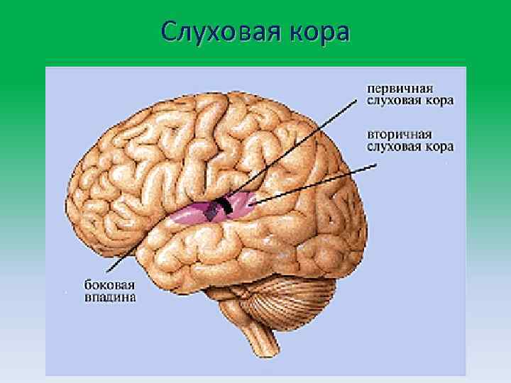 Какой цифрой на рисунке обозначена доля головного мозга в которой расположена слуховая зона