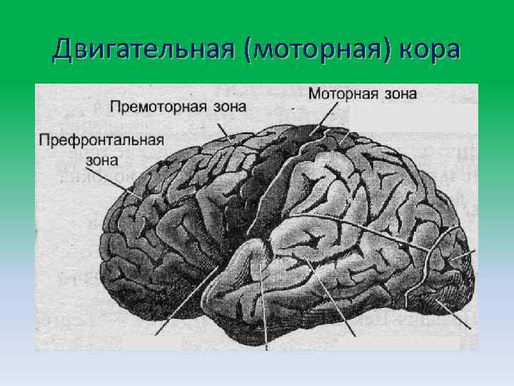 Двигательная зона коры мозга. Премоторные зоны полушарий головного мозга. Моторная зона коры головного мозга. Моторные премоторные и префронтальные отделы коры.