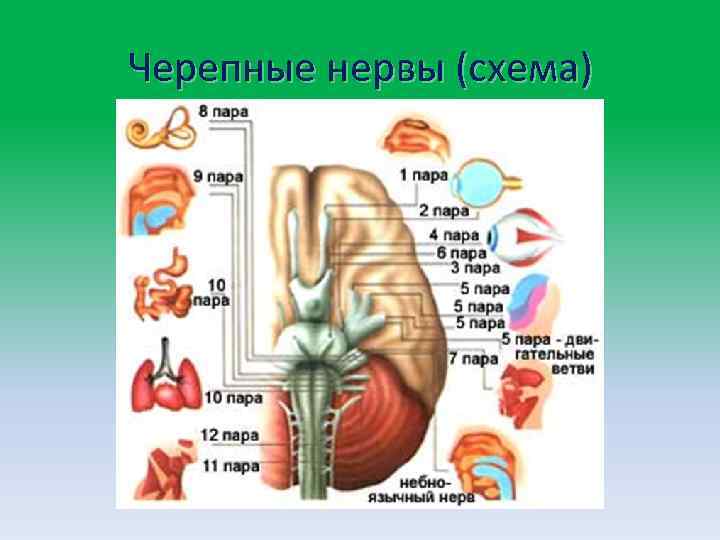 Черепные нервы (схема) 