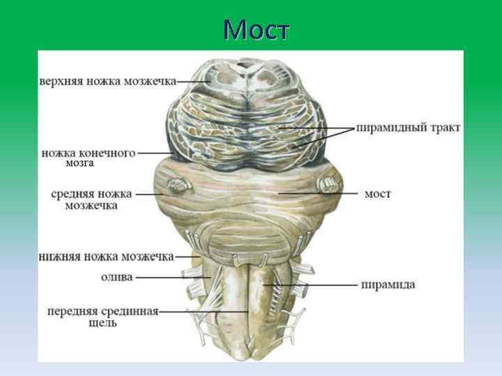 Нервы головного мозга анатомия презентация