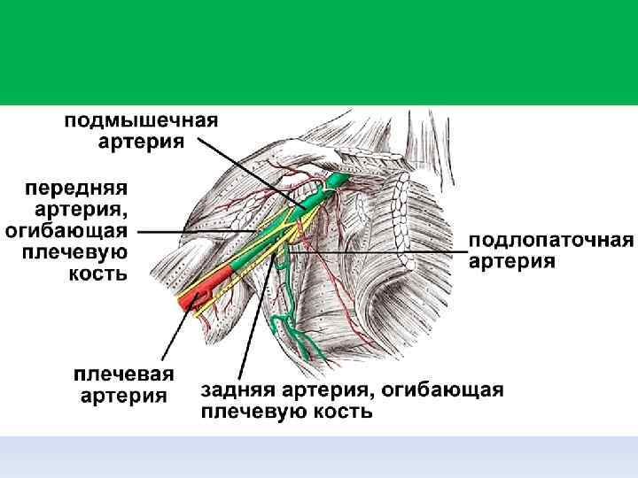 Подмышечная артерия схема