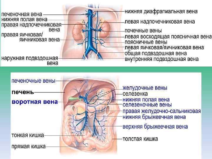 Нижняя полая вена образуется. Нижняя полая Вена и печеночные вены. Верхняя полая Вена и нижняя полая Вена. Нижняя полая Вена отделы анатомия.