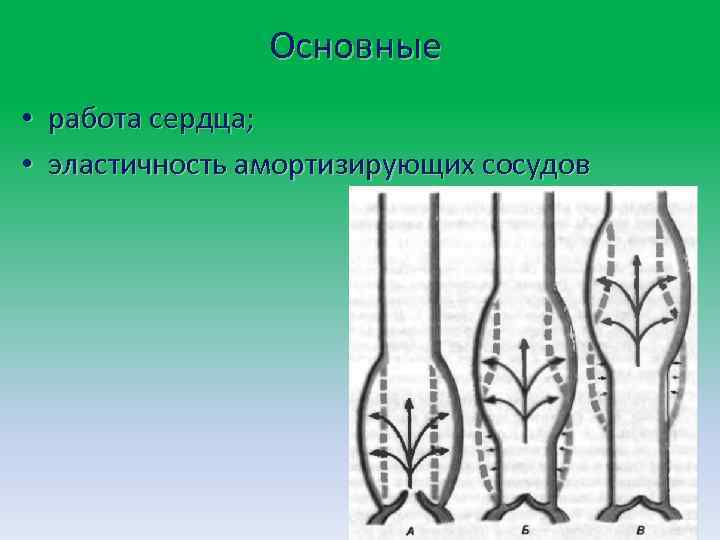 Основные • работа сердца; • эластичность амортизирующих сосудов 