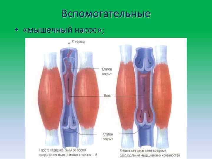 Вспомогательные • «мышечный насос» ; 