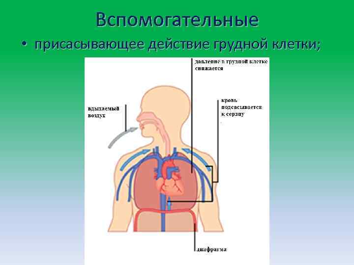 Вспомогательные • присасывающее действие грудной клетки; 