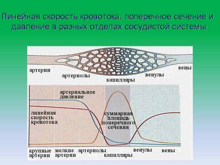 Линейная скорость кровотока, поперечное сечение и давление в разных отделах сосудистой системы 