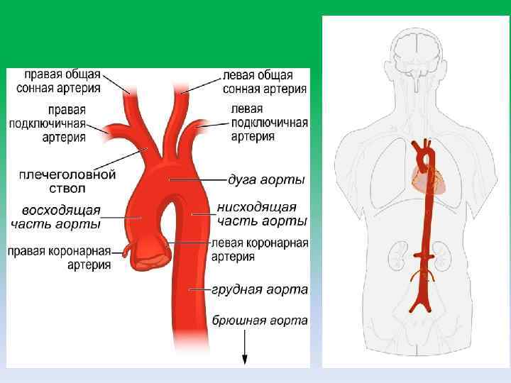 Правая аберрантная артерия. Сосуды дуги аорты анатомия. Аорта общая Сонная артерия. Общая Сонная артерич плечеголоаноц мтаол. Схема правой общей сонной артерии.
