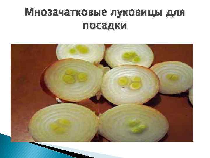 Мнозачатковые луковицы для посадки 