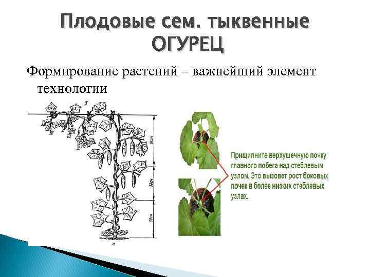 Плодовые сем. тыквенные ОГУРЕЦ Формирование растений – важнейший элемент технологии 