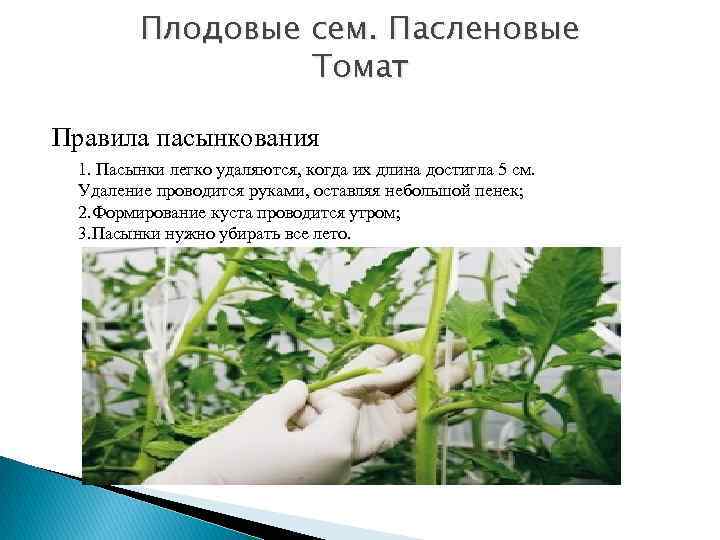 Плодовые сем. Пасленовые Томат Правила пасынкования 1. Пасынки легко удаляются, когда их длина достигла