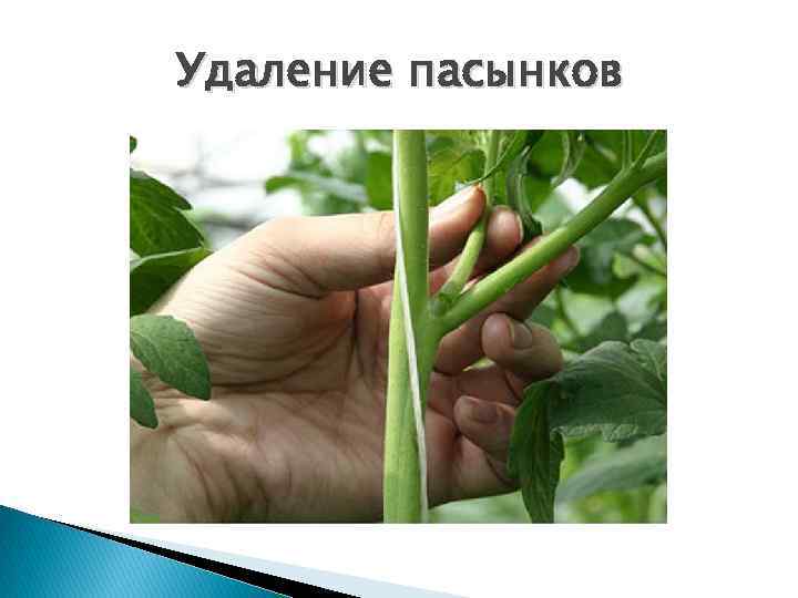 Удаление пасынков 