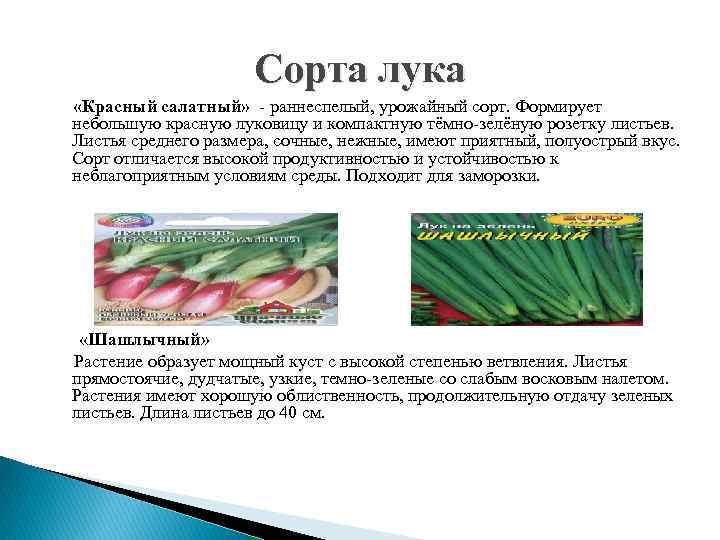 Сорта лука «Красный салатный» - раннеспелый, урожайный сорт. Формирует небольшую красную луковицу и компактную