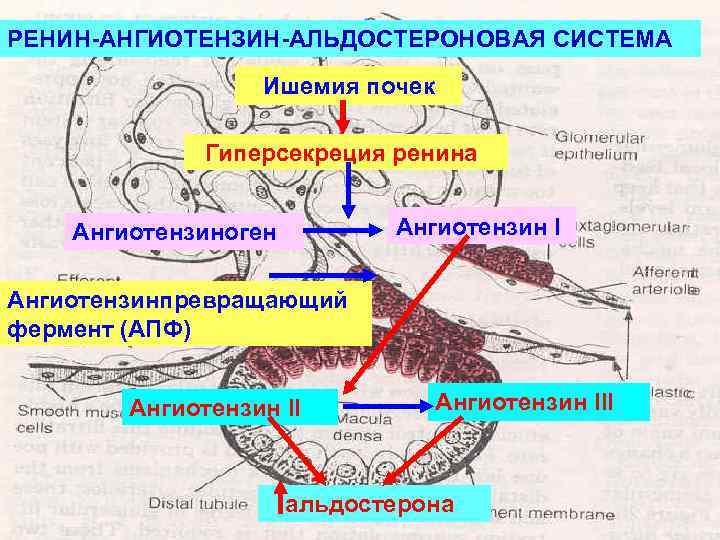 РЕНИН-АНГИОТЕНЗИН-АЛЬДОСТЕРОНОВАЯ СИСТЕМА Ишемия почек Гиперсекреция ренина Ангиотензин I Ангиотензиноген Ангиотензинпревращающий фермент (АПФ) Ангиотензин III