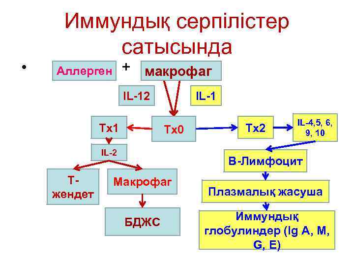  • Иммундық серпілістер сатысында + макрофаг Аллерген IL-12 Тх1 IL-1 Тх0 IL-2 Тжендет