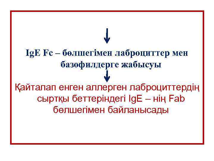 Ig. E Fc – бөлшегімен лаброциттер мен базофилдерге жабысуы Қайталап енген аллерген лаброциттердің сыртқы