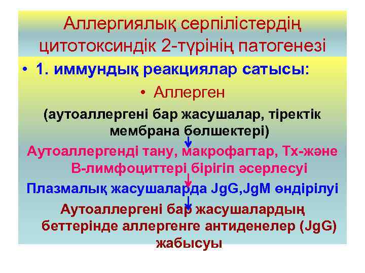 Аллергиялық серпілістердің цитотоксиндік 2 -түрінің патогенезі • 1. иммундық реакциялар сатысы: • Аллерген (аутоаллергені